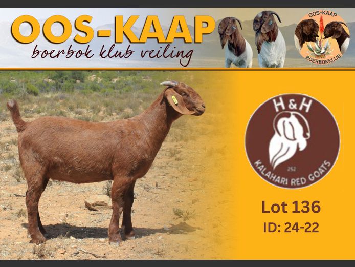 24-22 | H & H Kalahari Reds