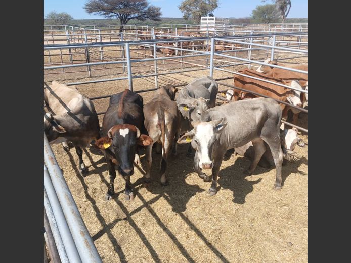 COWS | DOLL FARMING PREMIUM AUCTION