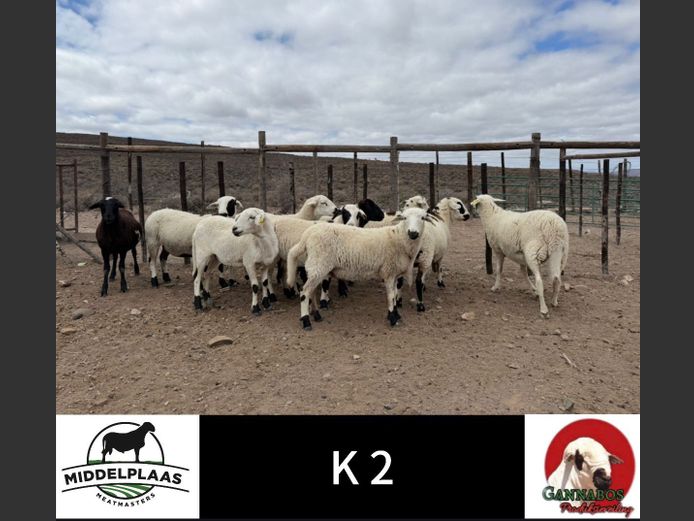 Commercial Ewes | Middelplaas Meatmasters