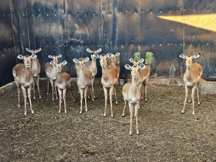 IMPALA | UNICO PROJECTS