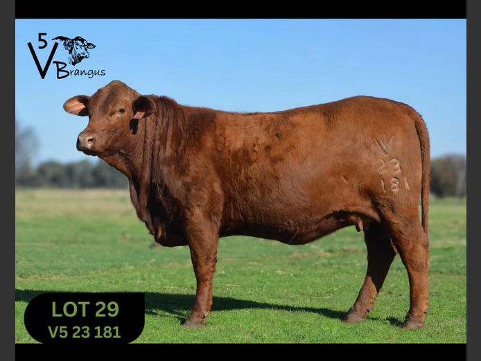 V523181 | NAUDE F