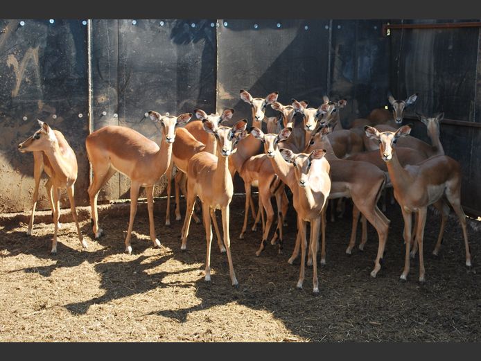 IMPALA | MABALINGWE