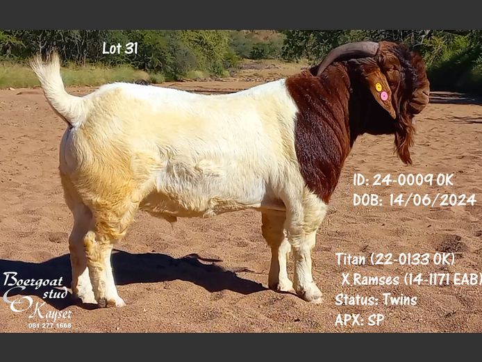 24-0009 OK | Kayser Boergoat Stud