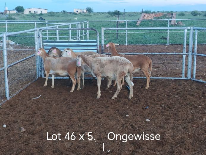 Kommersiële Diere | Dirk Steenkamp Meatmasters