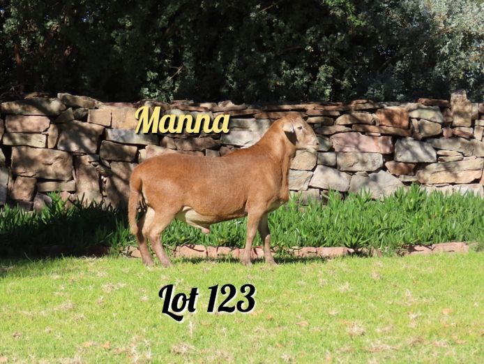 497 | Manna