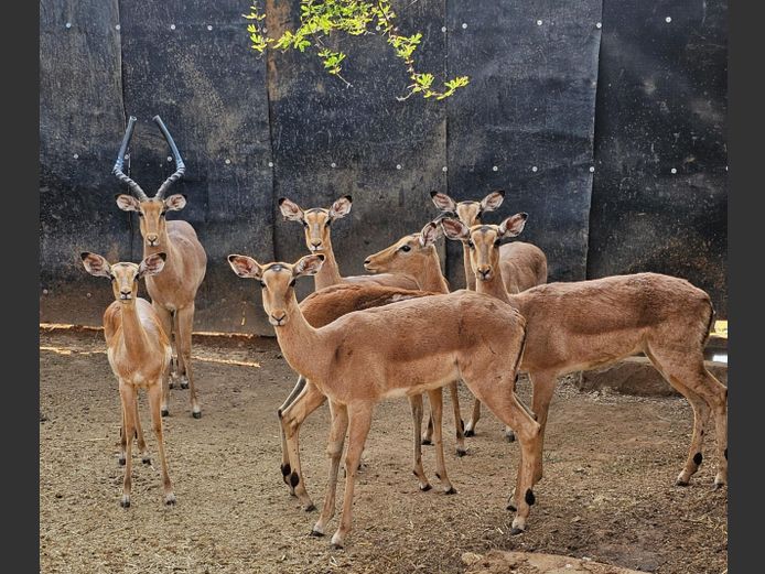 IMPALA | HUGOMOD