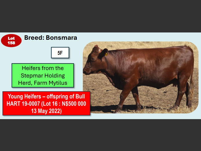 BONSMARA HEIFERS | ANNUAL MYTILUS AND ELOFF