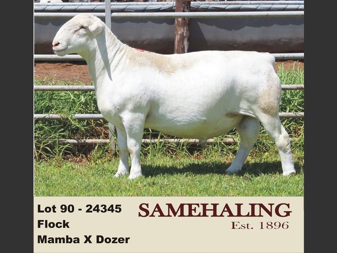 24345-331 | SAMEHALING  WIT DORPERS
