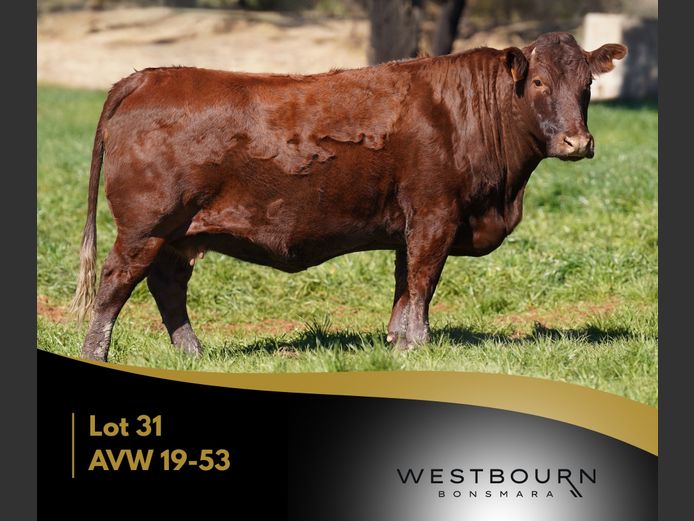 AVW 190053 | WESTBOURN BONSMARAS