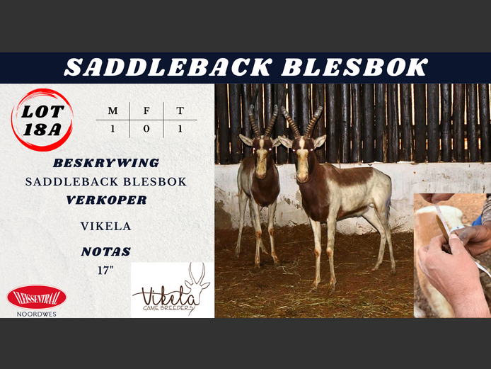 SADDLEBACK BLESBOK