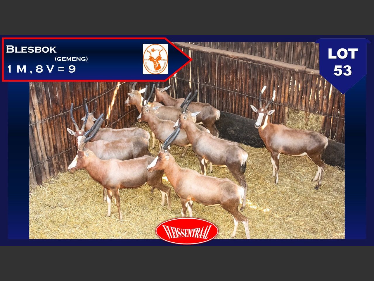 Lot 53 | NICO ROUX WILDVEILING | SwiftVEE | South Africa’s Leading ...