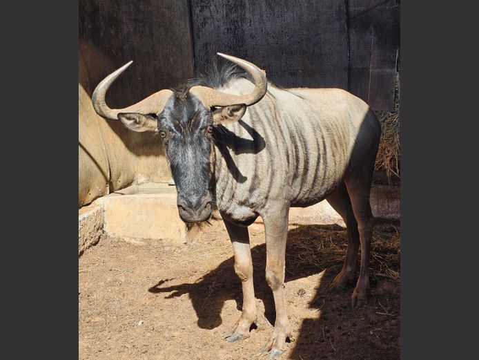 BLUE WILDEBEEST | MIANKE WILD