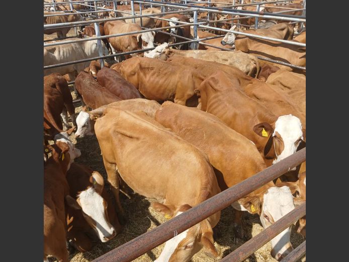 COWS WITH CALVES  | DOLL FARMING PREMIUM AUCTION