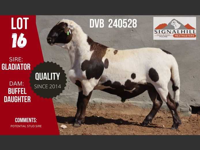 DVB 240528 | SIGNALBERG MEATMASTERS