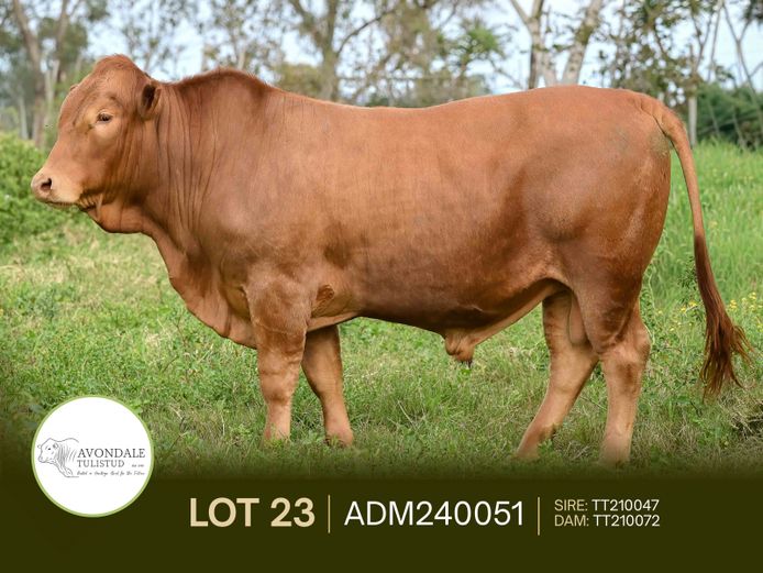 ADM240051 | A.D. MULLINS