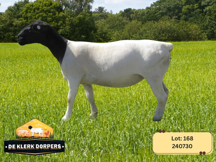 240730 | DE KLERK DORPERS