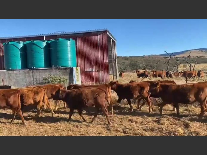 Weaners | Riverina Farming