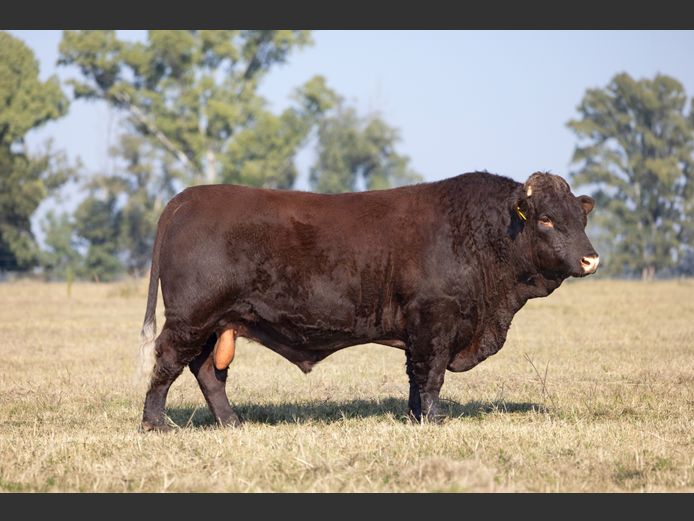SF230170 | SKIETLAAGTE FARMS PTY LTD