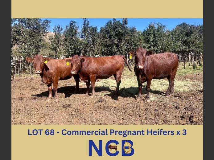 Commercial Animals | NCB Bonsmaras