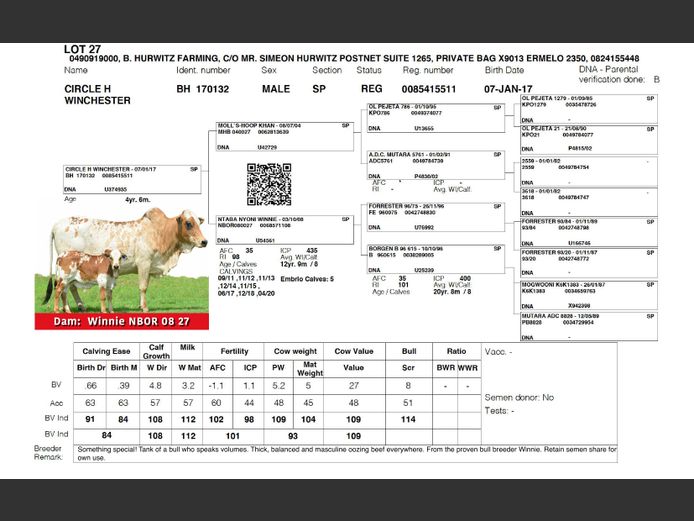 BH 17 132 WINCHESTER
