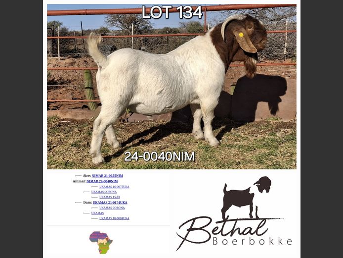 24-0040NIM | Bethal Boerbokke