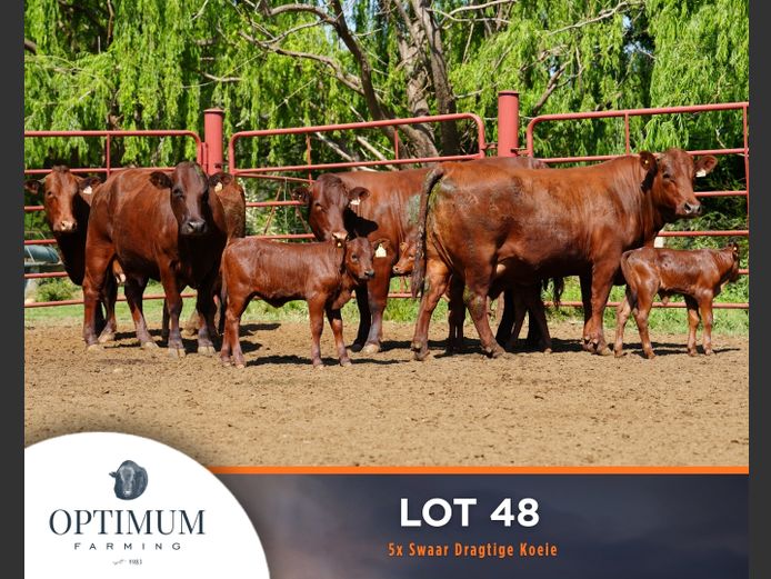 Commercial Animals | OPTIMUM FARMING M WIPPLINGER