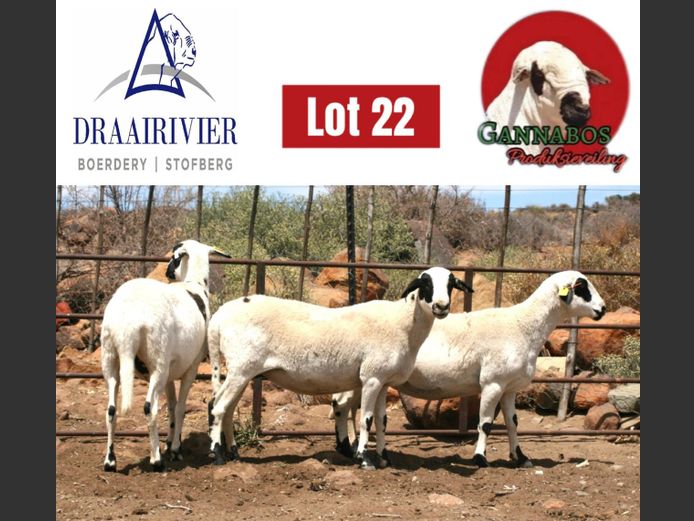 NS23-425 | Draairivier Boerdery