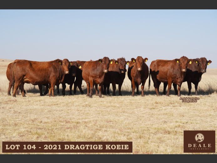 Dragtige Koeie