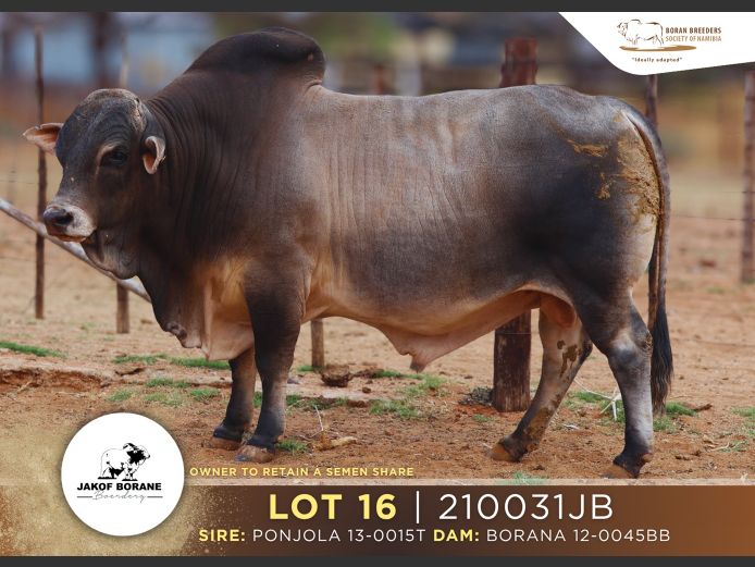 21-0031JB | JAKOF BORANE