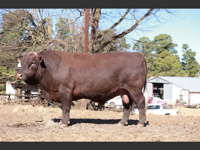 LAM2157 | BULL'S RUN SUSSEX STUD