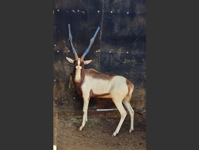 SADDLEBACK BLESBUCK | BIRKEN VERVOER