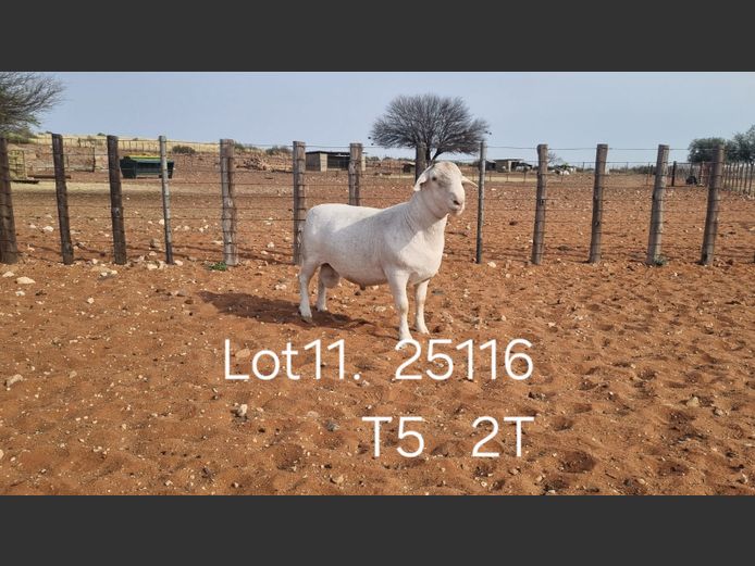 916250116W | R.J. CAHI & SON CC