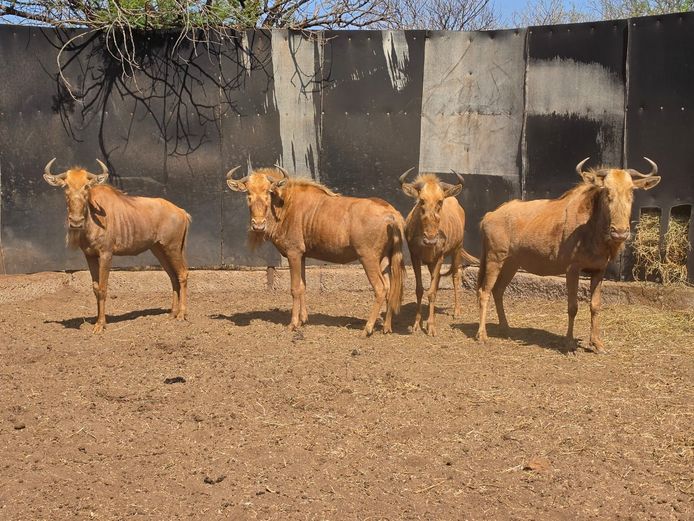 GOUE WILDEBEES (no vat) | EB WILD