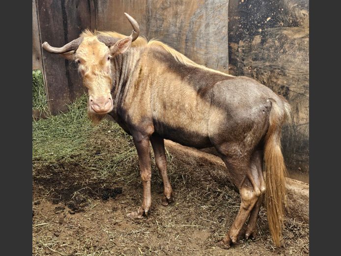 KING WILDEBEEST | SENSATIONAL