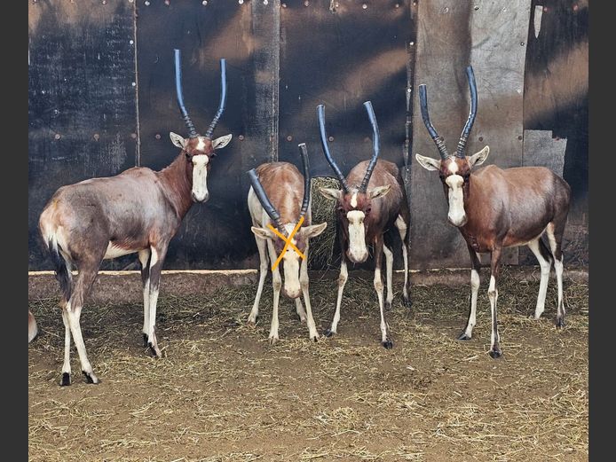 BLESBOK
(SPLIT SADDLEBACK) | NOVO VIVO
