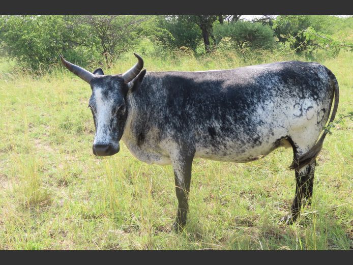 Commercial Animals | MATLA (O.T. Jannasch)