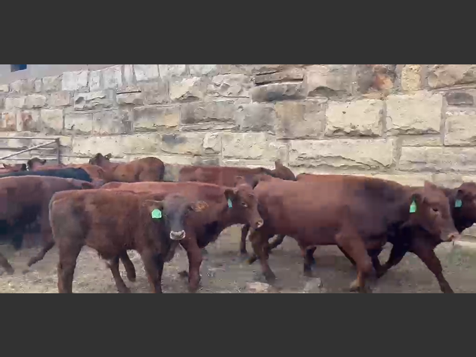 Calves
