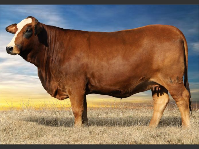 WWL23348 | WP LUBBE 