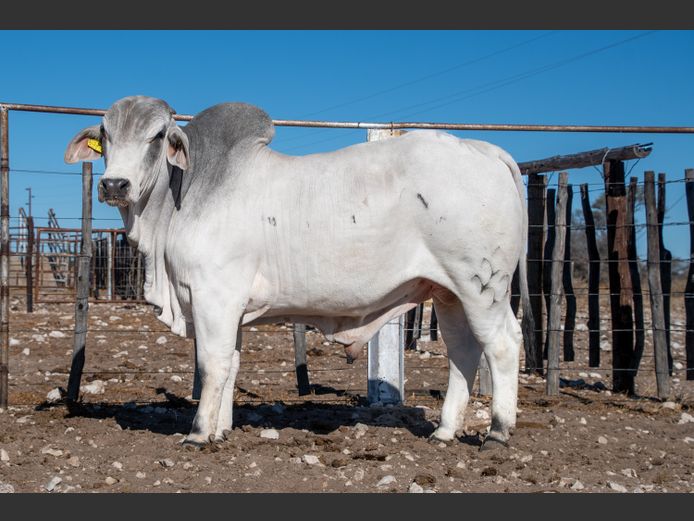 22-0227FK | WANETTA BRAHMANE