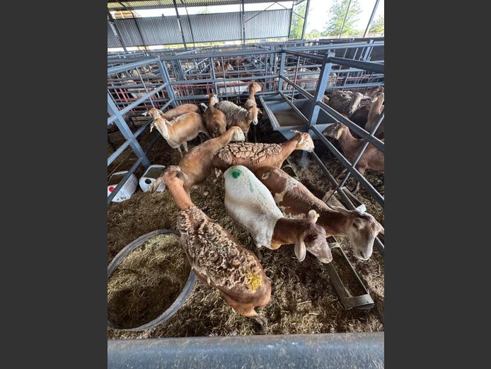 MEATMASTER | LOUMA BOERDERY