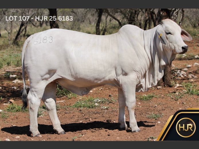 Commercial Animals | HJR
