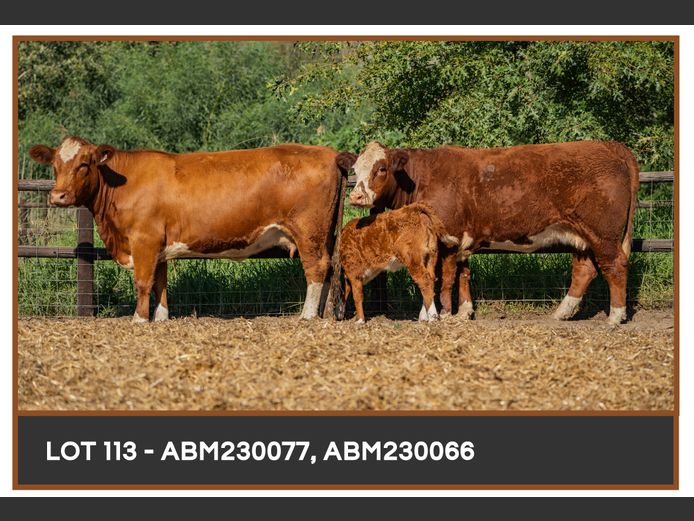 Commercial Animals