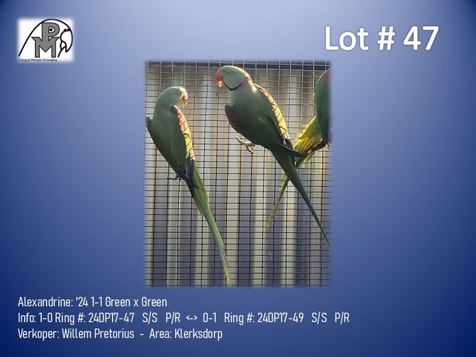 1-1 '24 Alexandrine: Green x Green - Willem Pretorius