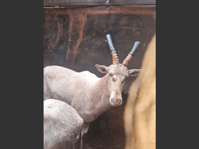 Blesbok Jagram