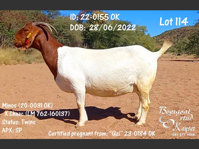 22-0155 OK | Kayser Boergoat Stud
