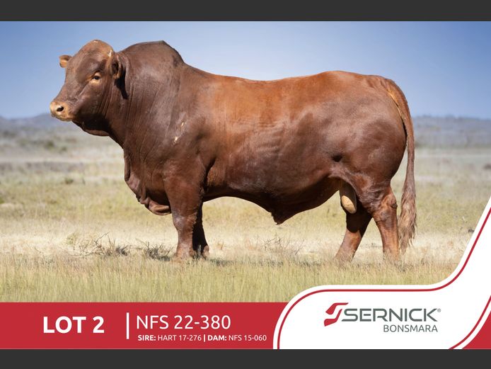 NFS 220380 | SERNICK BONSMARA STOET