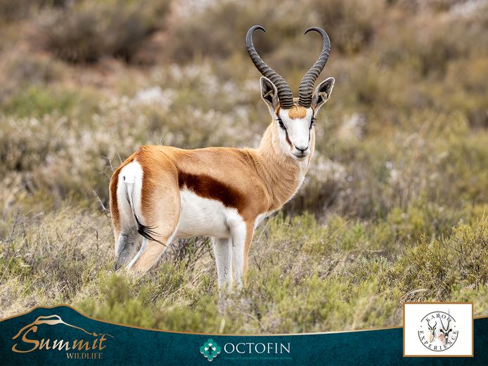 18" DAMARA SPRINGBOK RAM