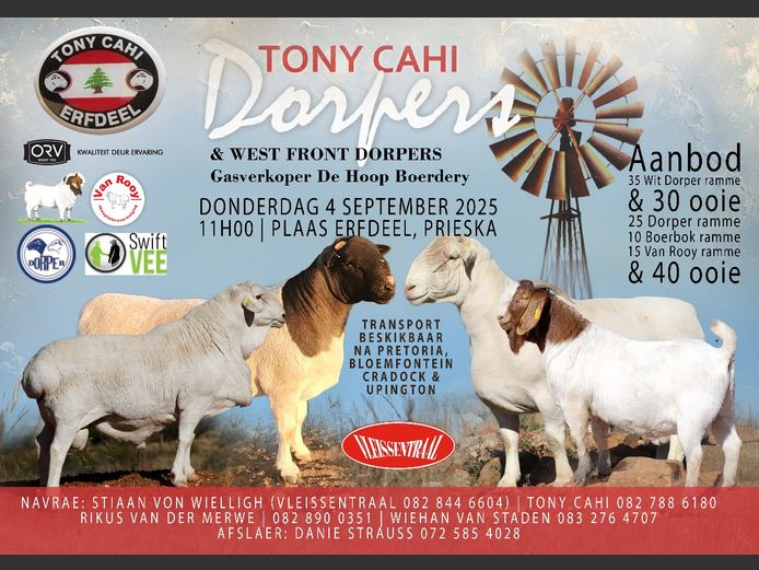 TONY CAHI DORPERS VIELING