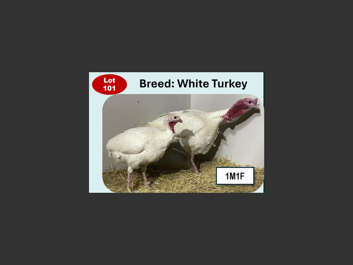 WHITE TURKEY | ANNUAL MYTILUS AND ELOFF