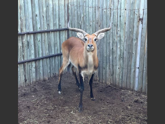 Lechwe